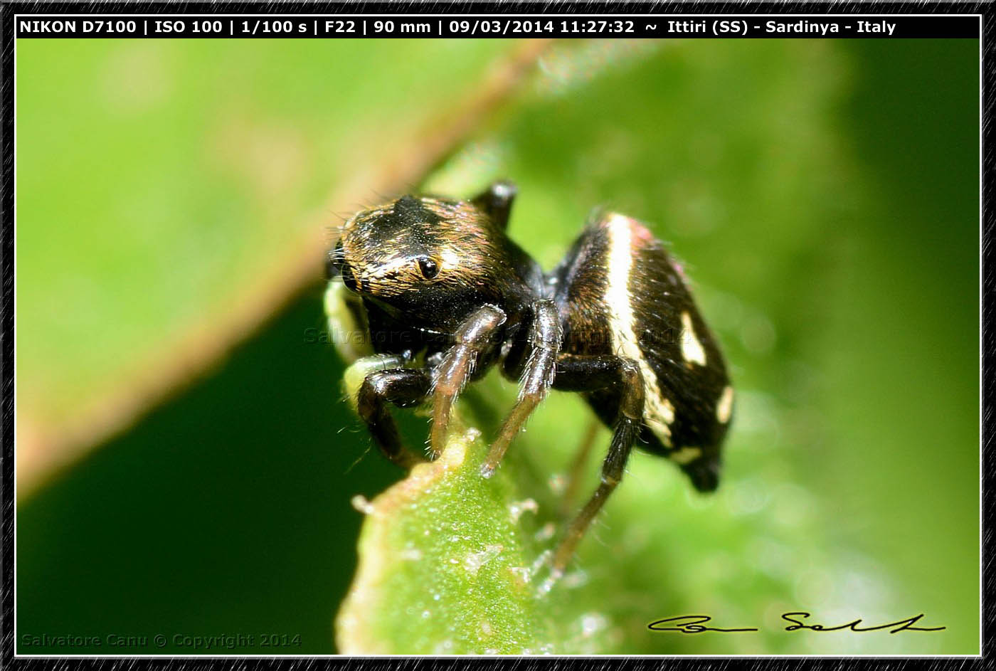 Heliophanus apiatus - Ittiri (SS)